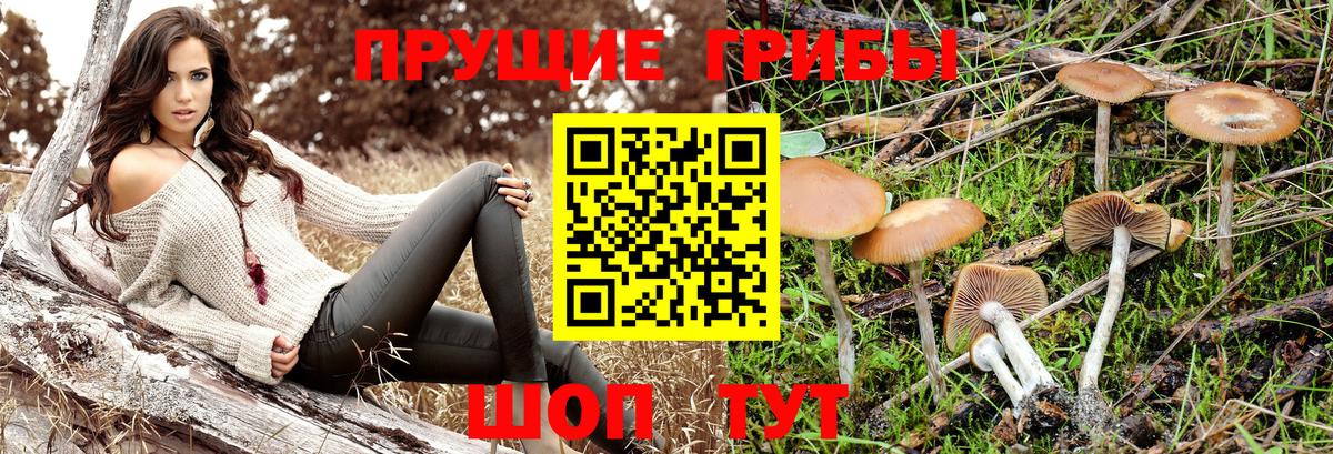 Галлюциногенные грибы Cubensis  Вход с VPN  Чайковский 
